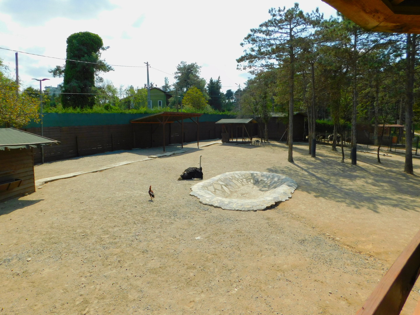 Ostrich Enclosure at Park Of Istanbul