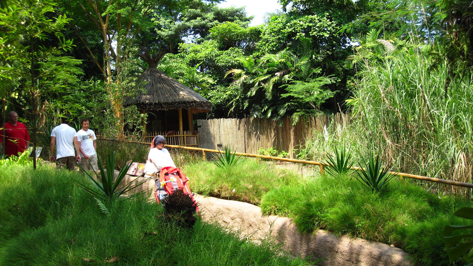 Ostrich enclosure, Dinosaur Descendants - Jurong Bird Park