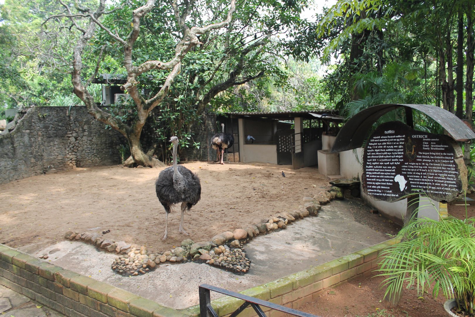 Ostrich enclosure