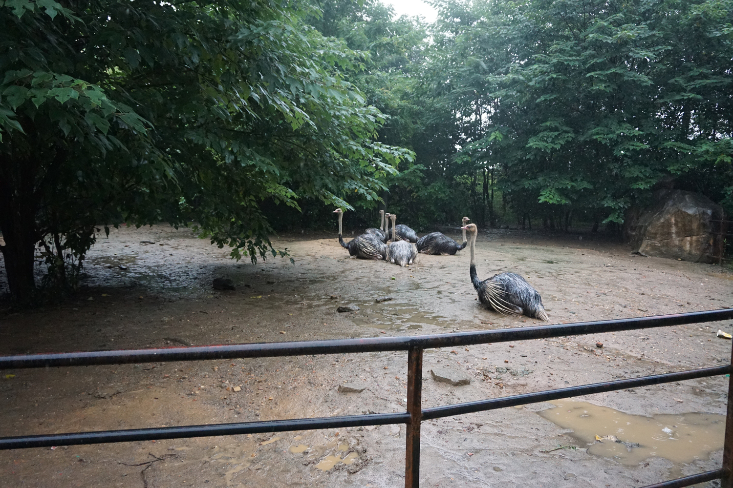 Ostrich enclosure