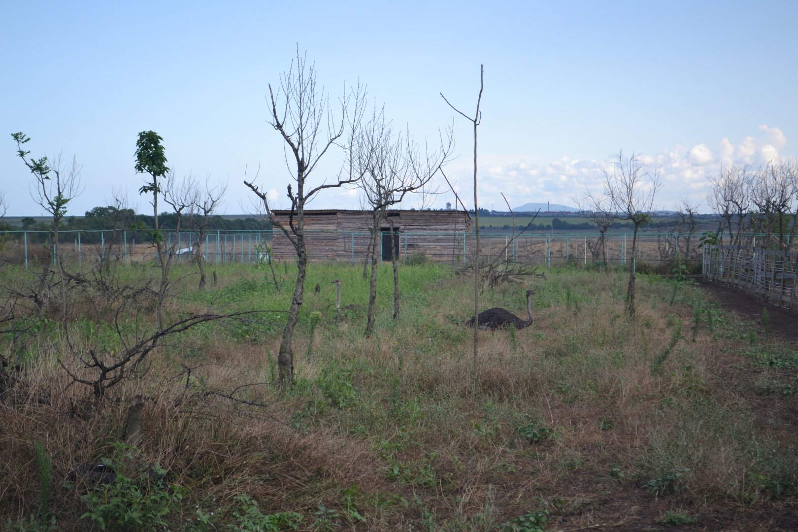 Ostrich enclosure