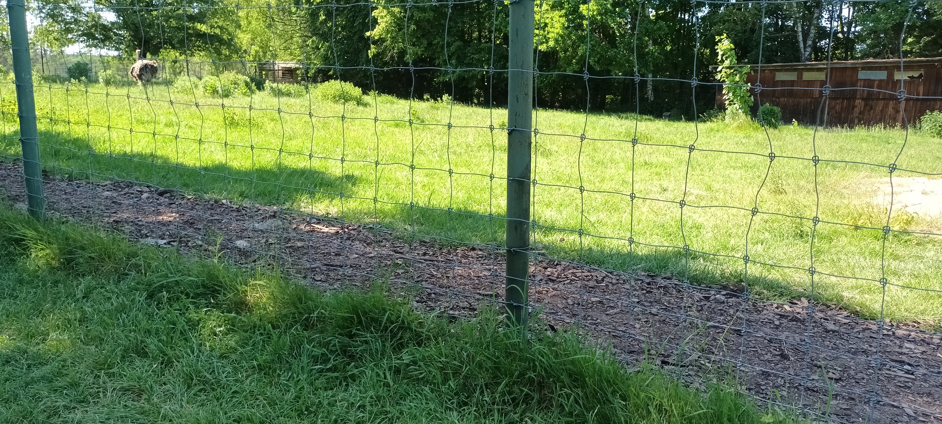 Ostrich Enclosure