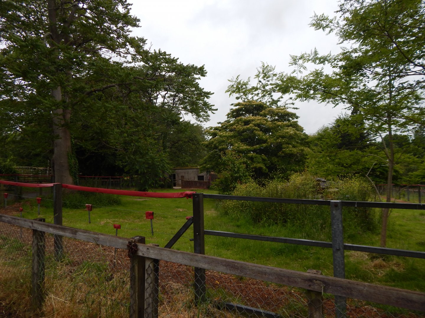 Ostrich exhibit 130624