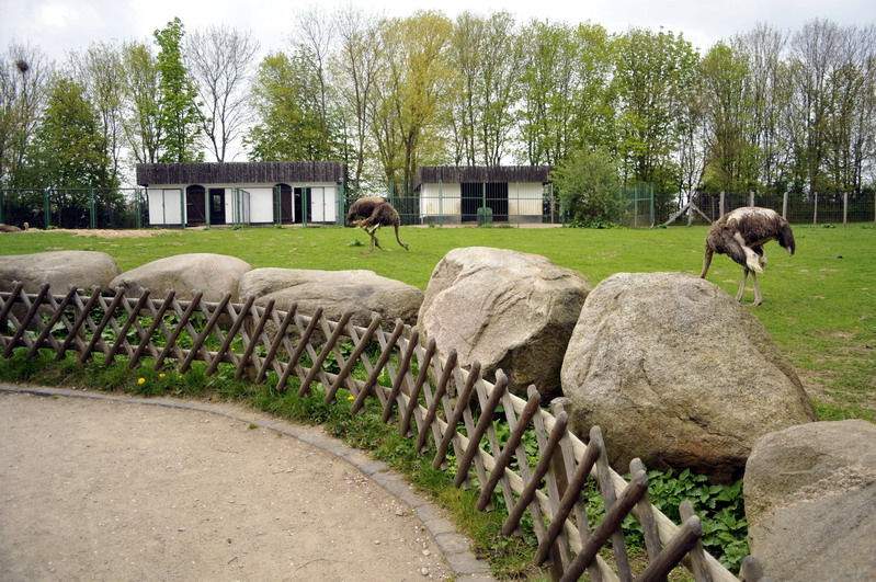 Ostrich exhibit at Tierpark Wismar