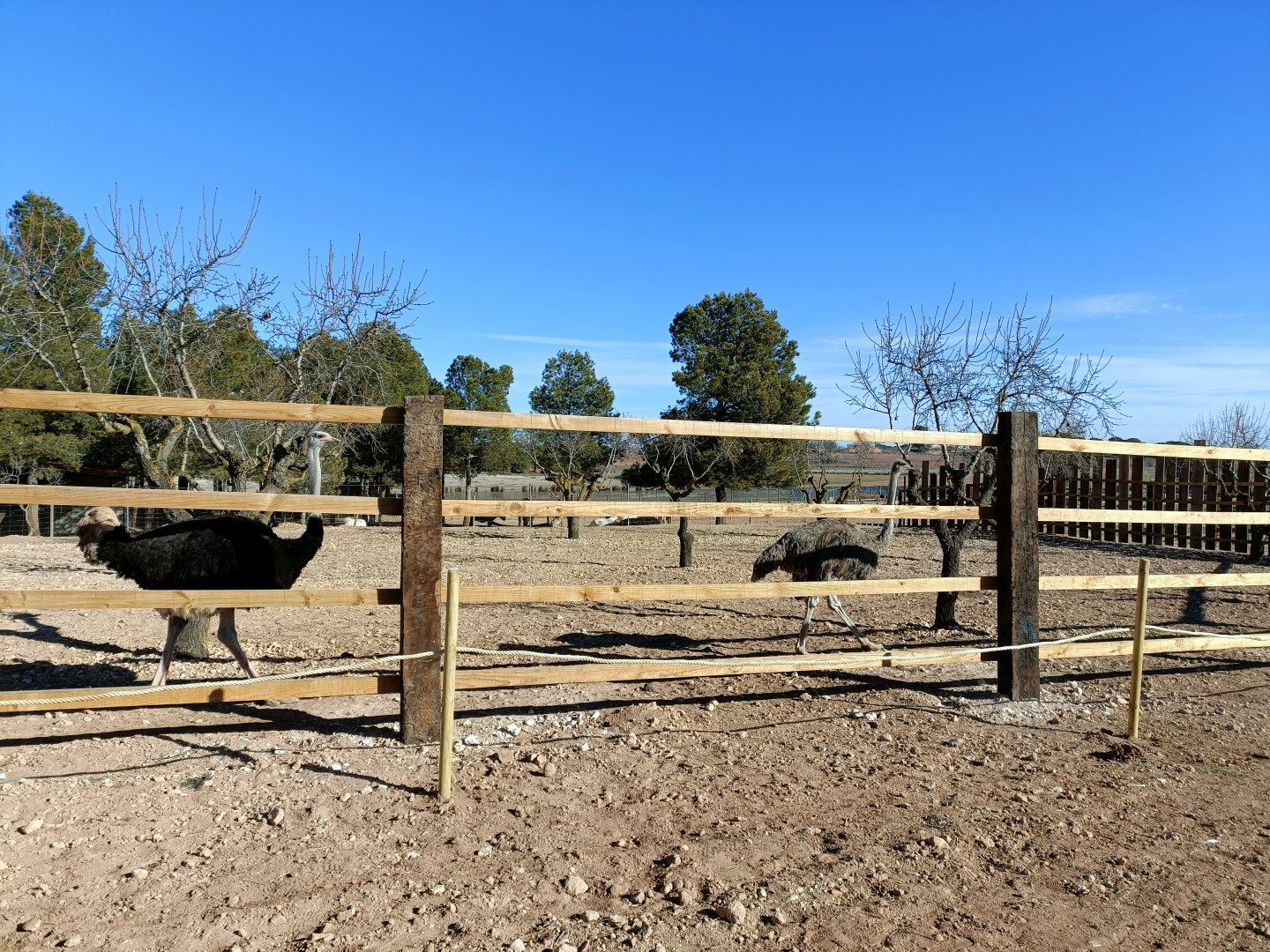Ostrich exhibit - Bioparque La Rocha