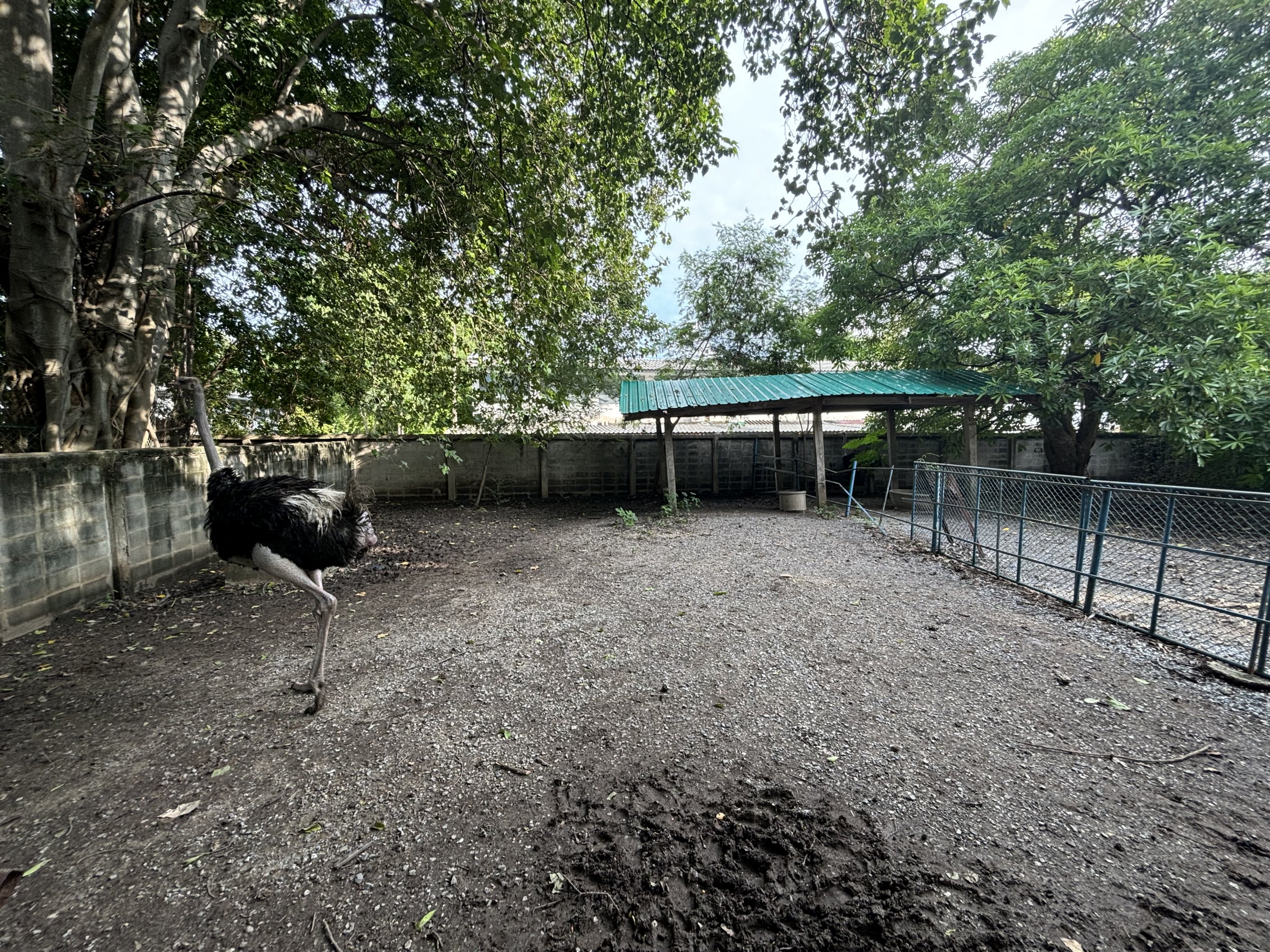 Ostrich Exhibit - Lopburi Zoo