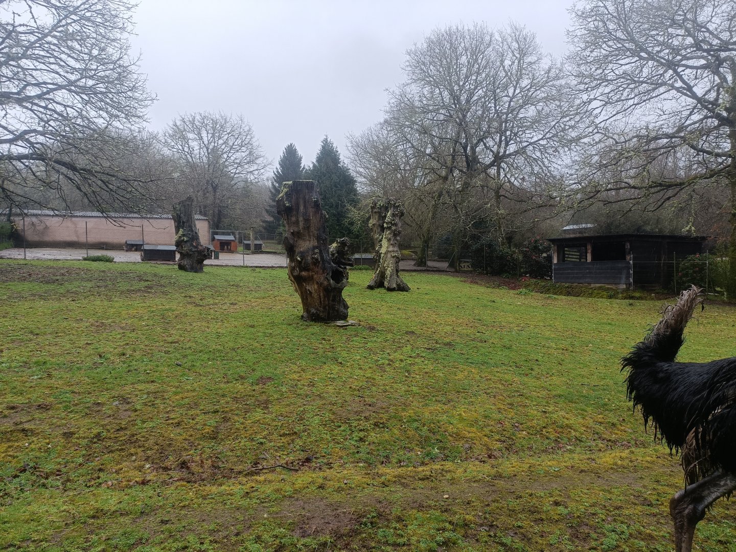 Ostrich exhibit -Marcelle Naturaleza