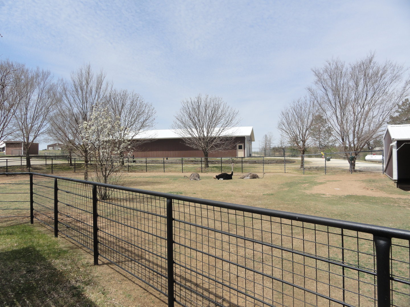 Ostrich Exhibit - West