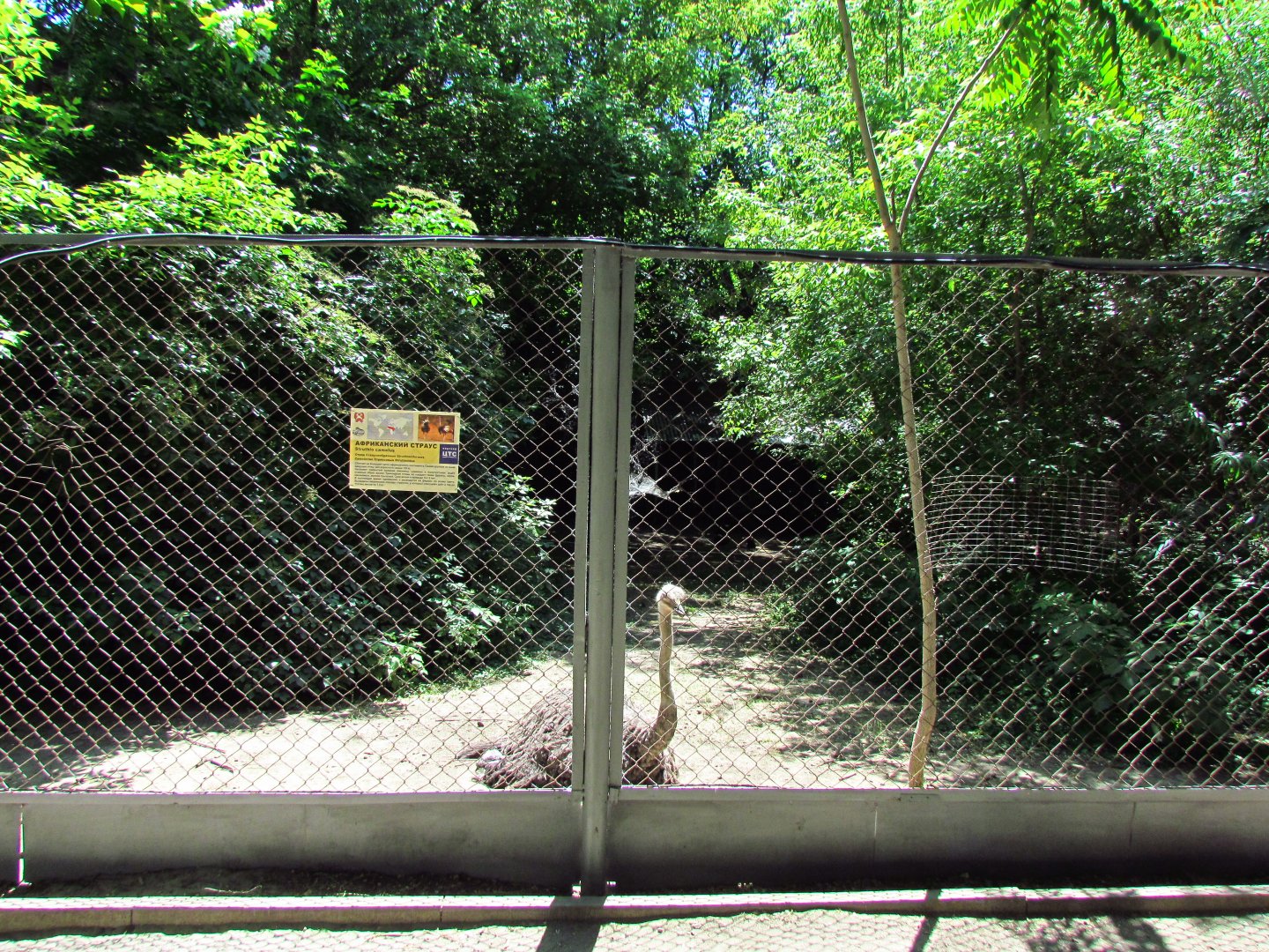Ostrich exhibit