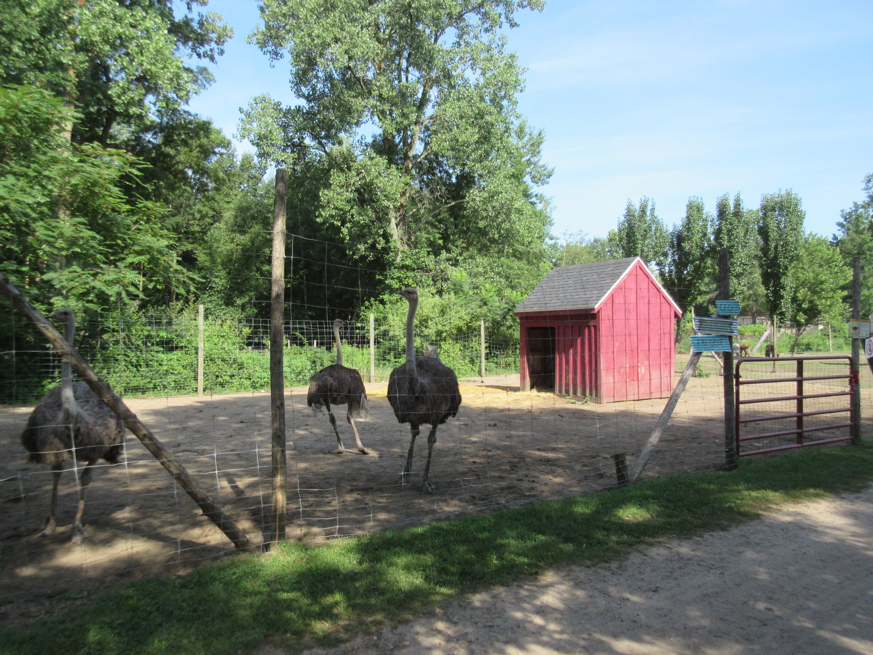 Ostrich Exhibit