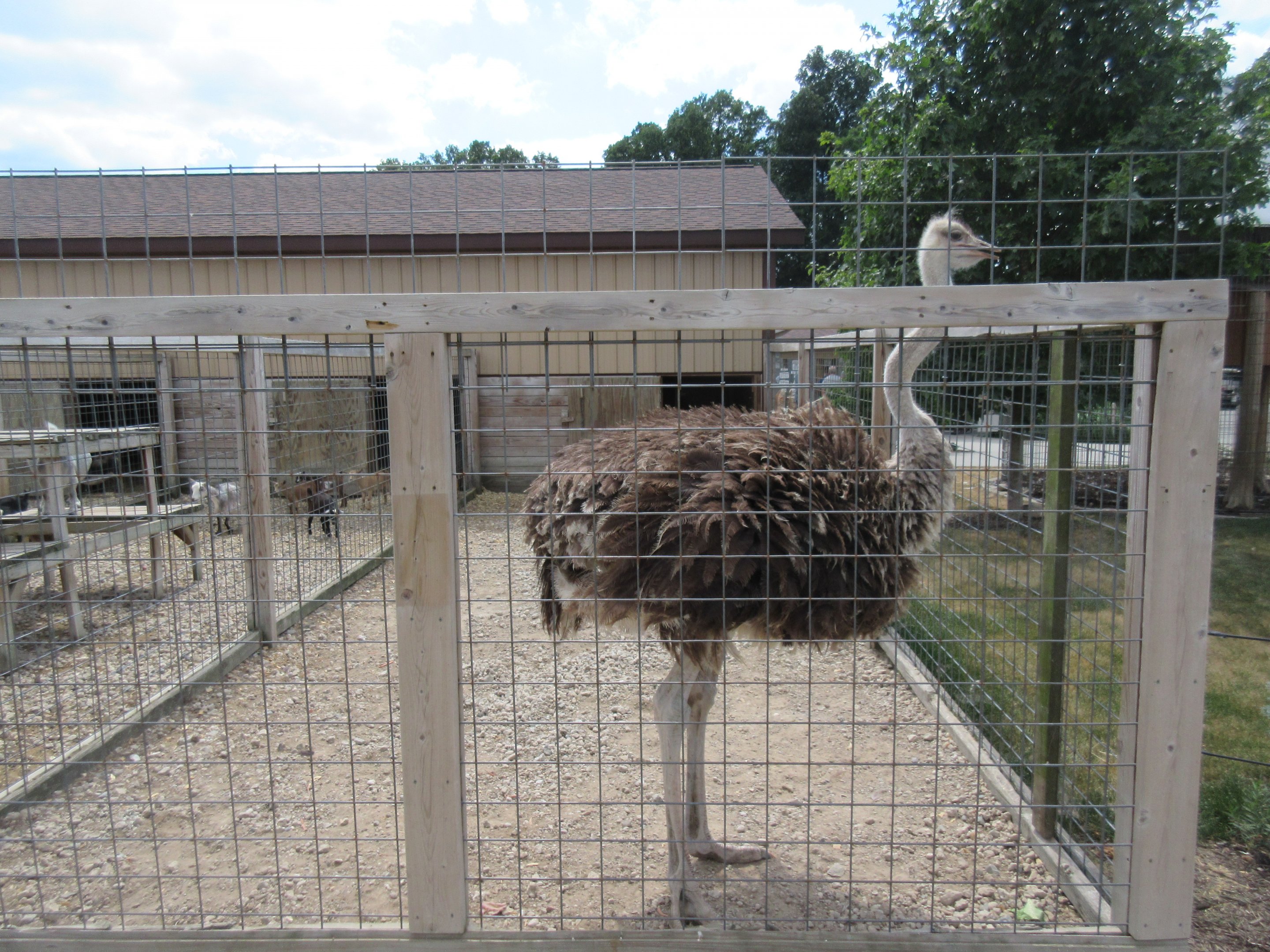 Ostrich Exhibit