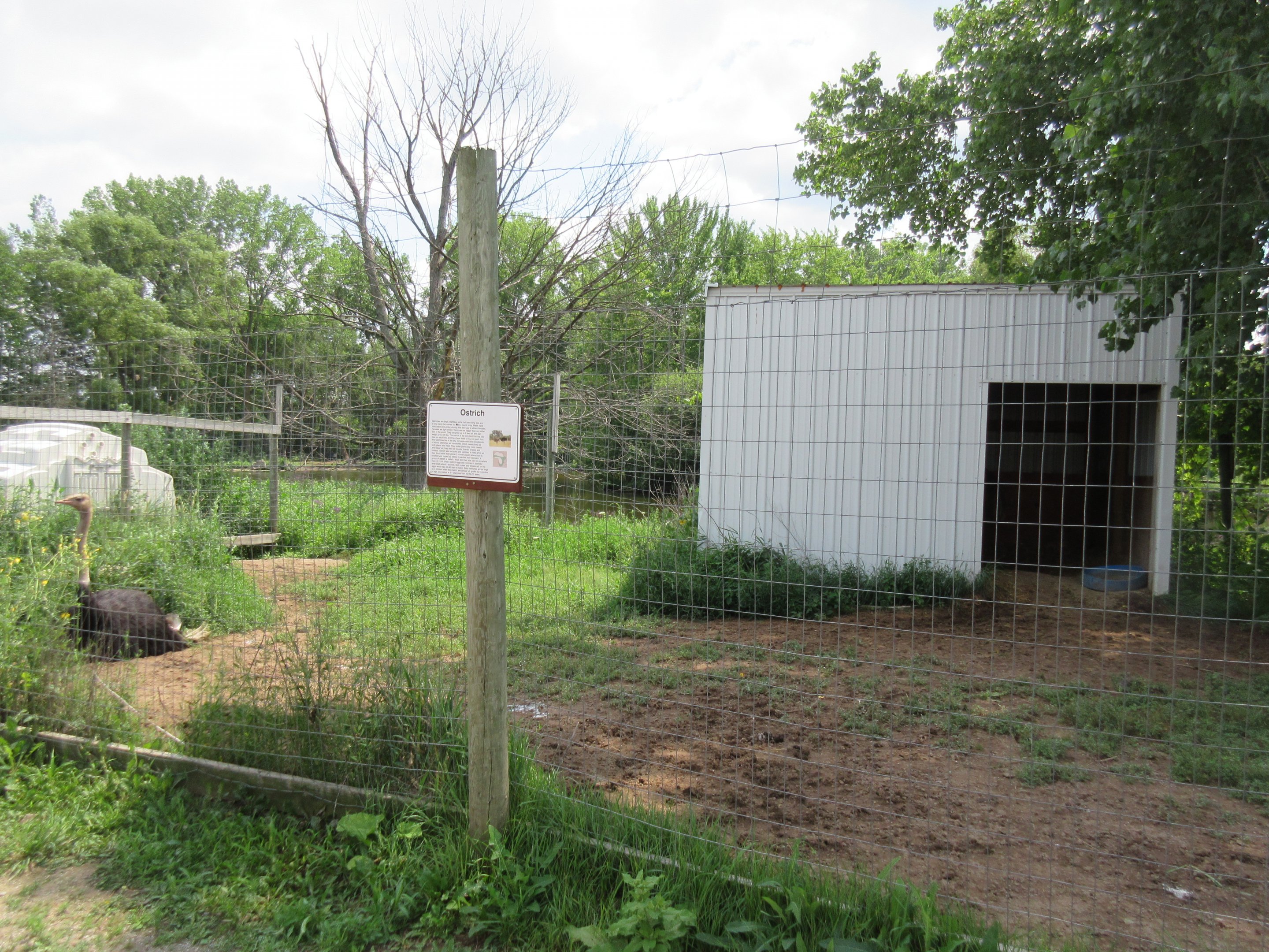 Ostrich Exhibit