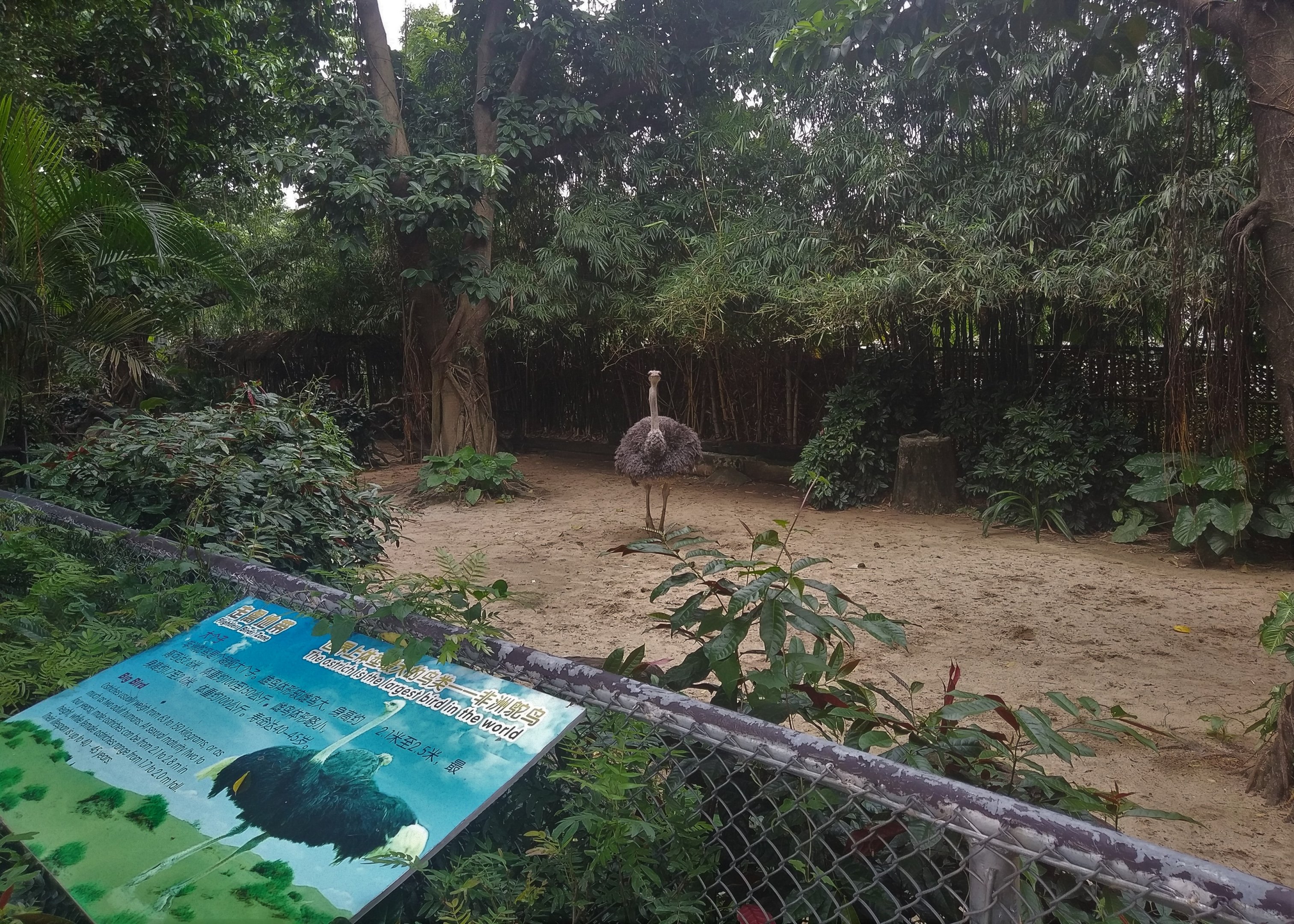Ostrich Exhibit