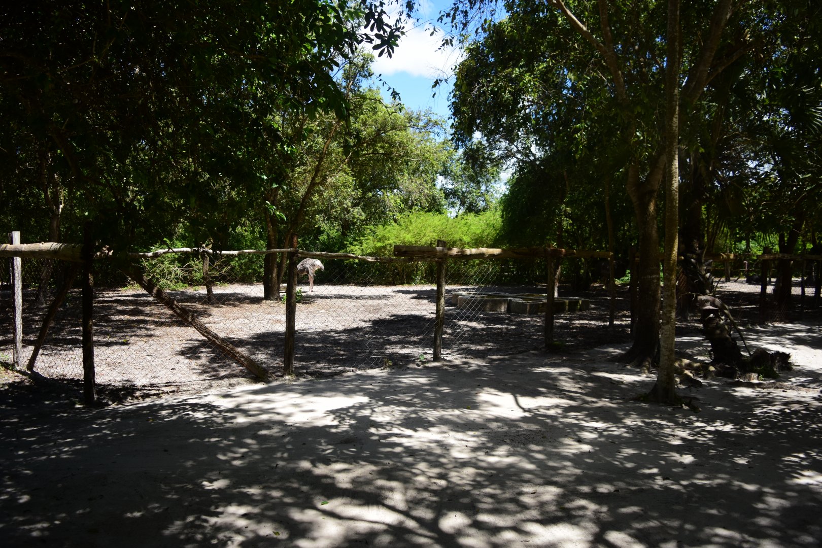 Ostrich exhibit