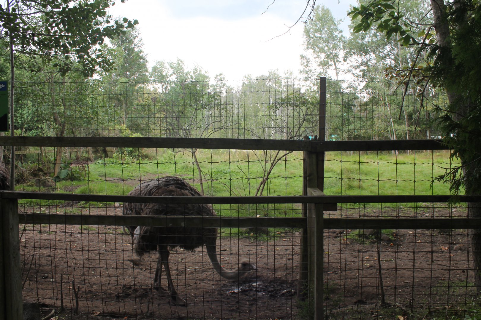 ostrich exhibit