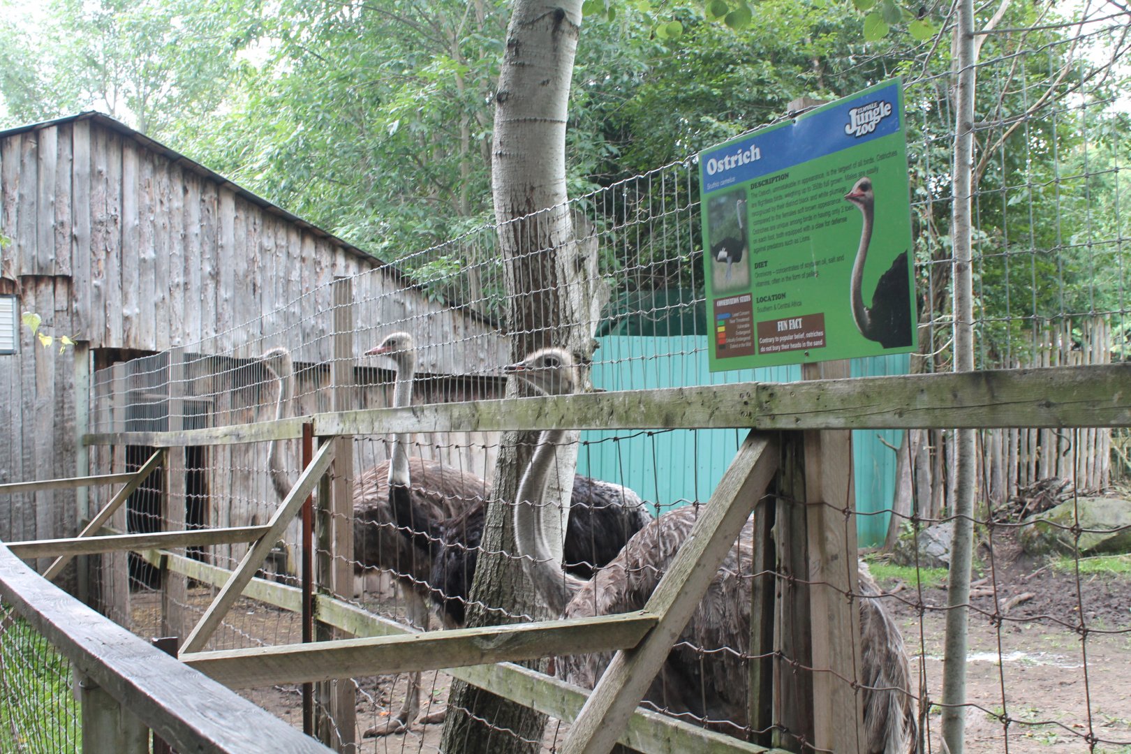 ostrich exhibit