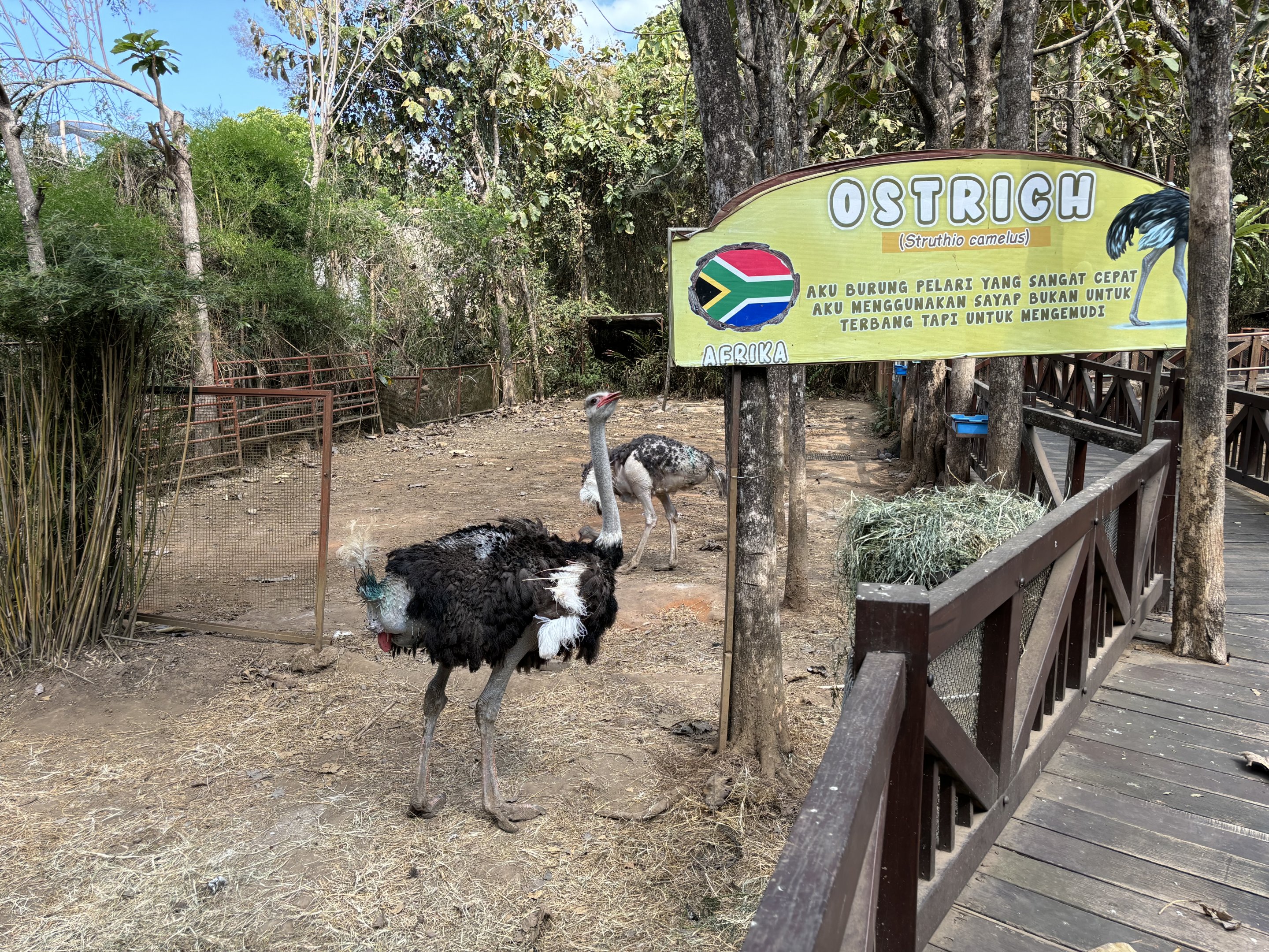 Ostrich Exhibit