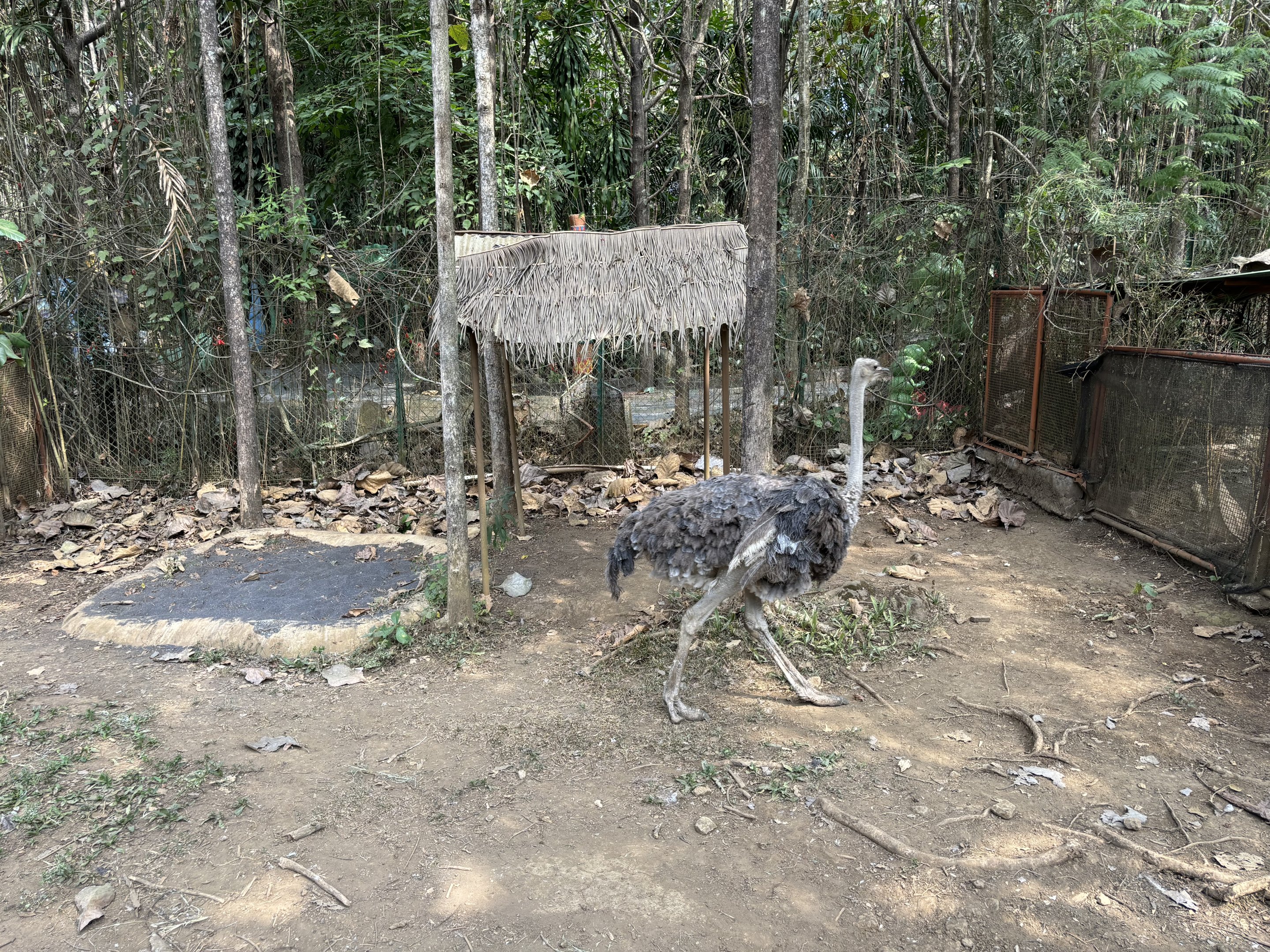 Ostrich Exhibit