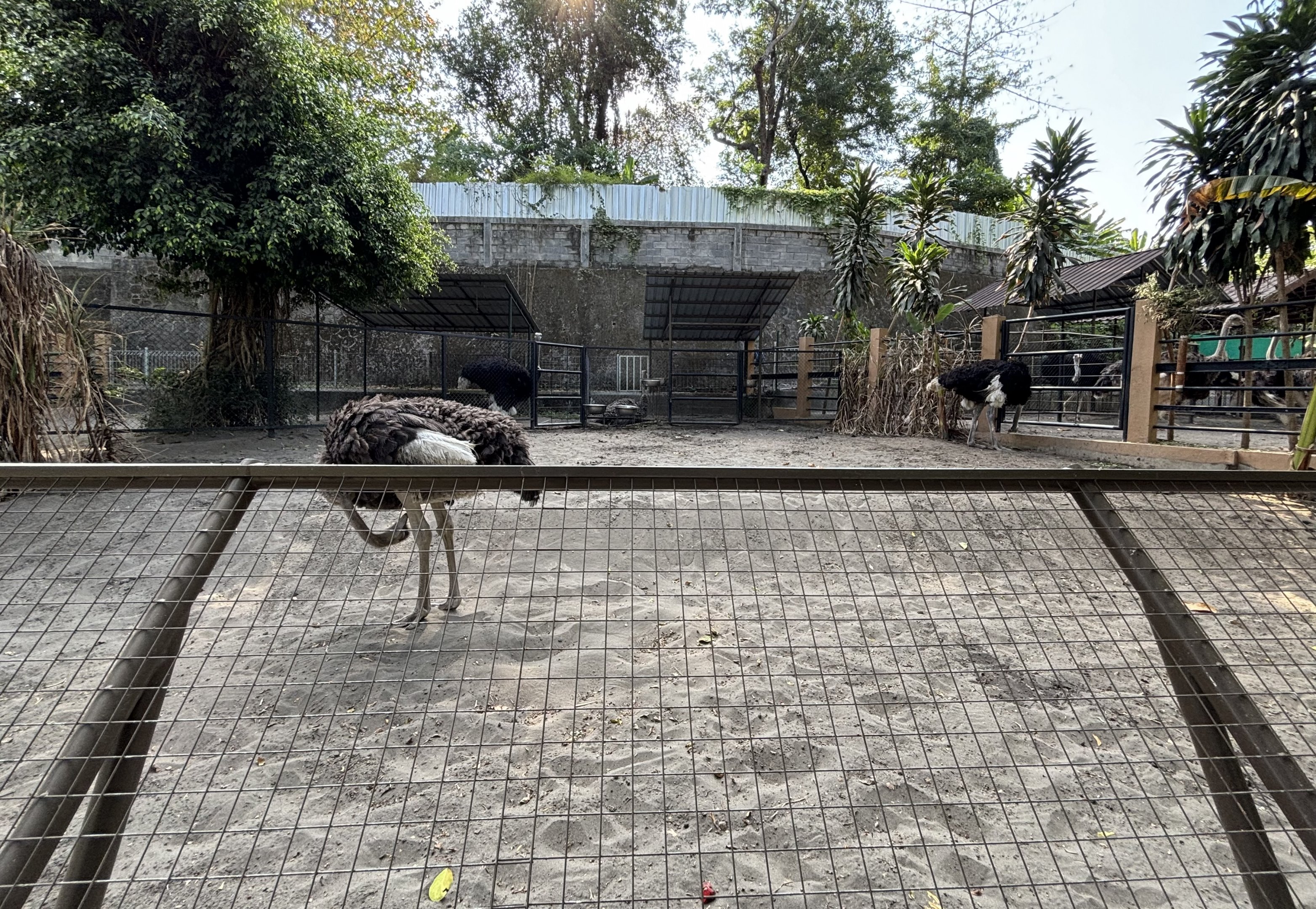 Ostrich Exhibit