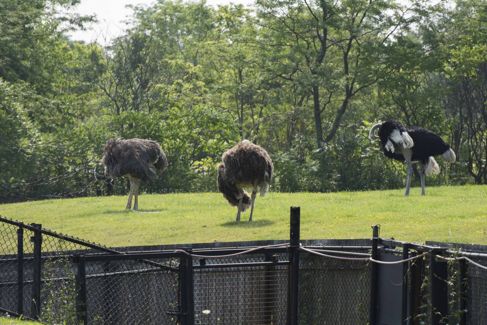 Ostrich family