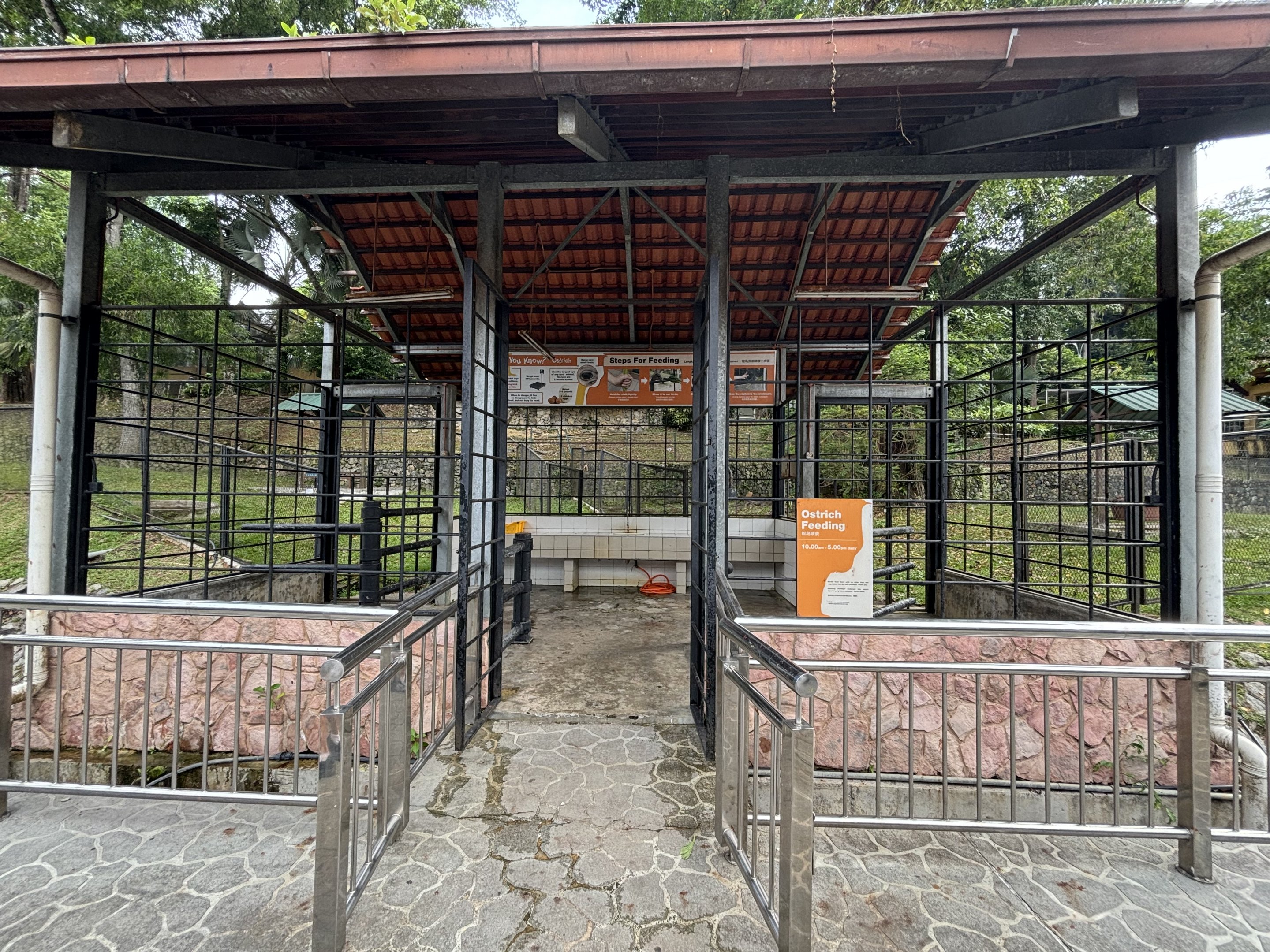 Ostrich Feeding Station