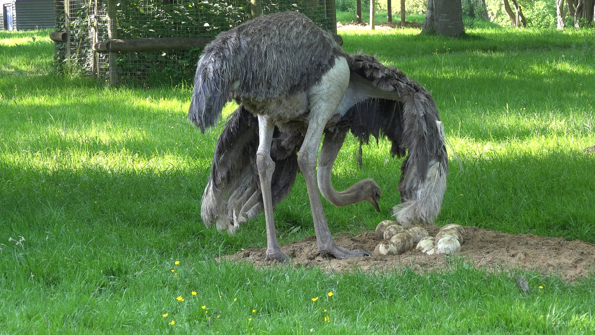 Ostrich female with eggs