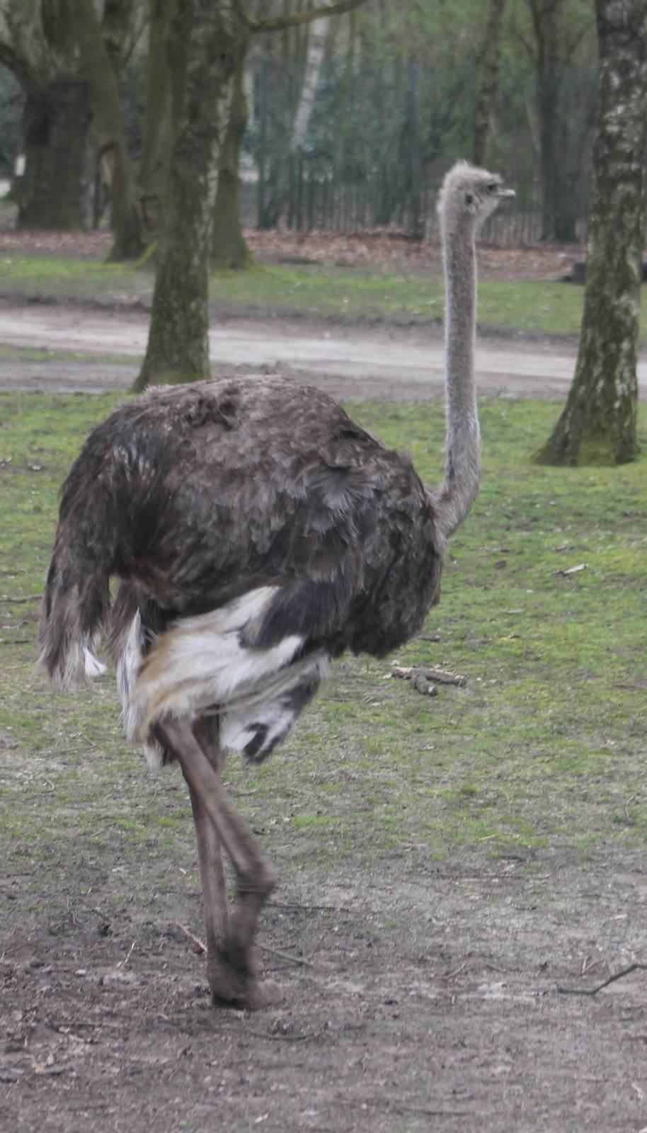 Ostrich female