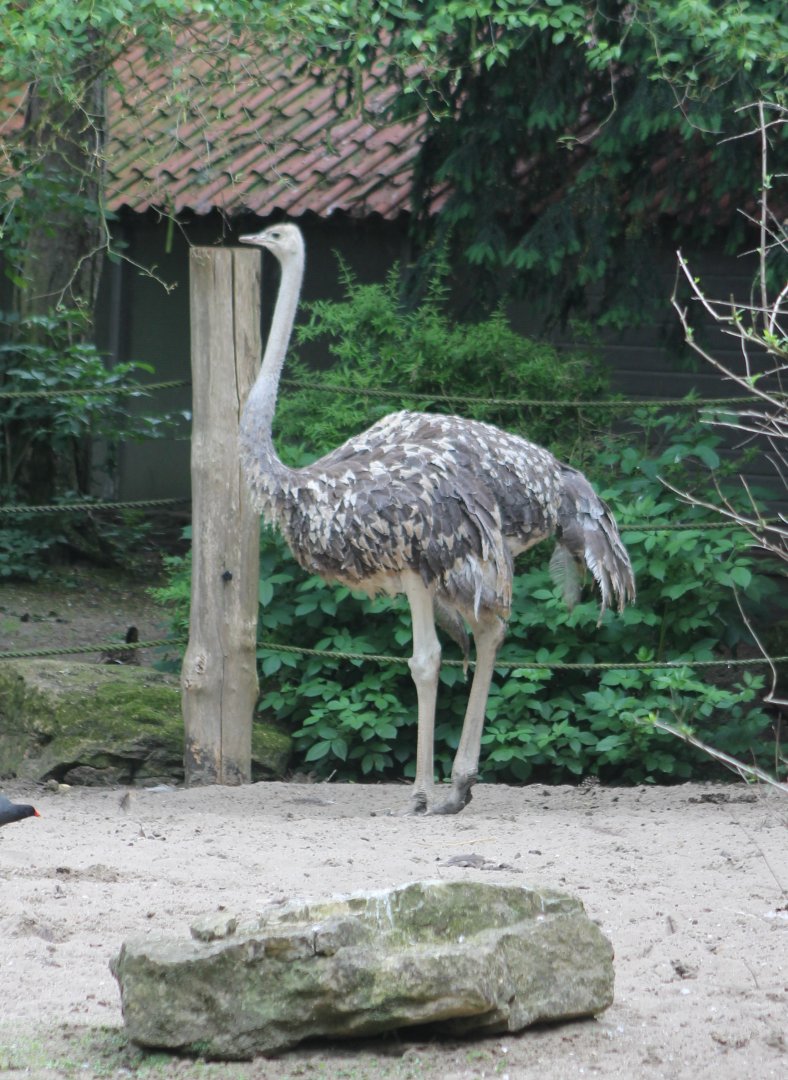Ostrich Female