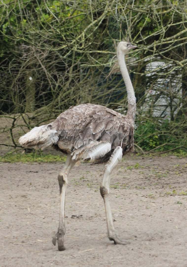 Ostrich - Female
