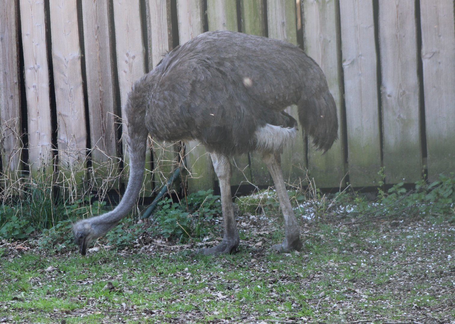 Ostrich - female