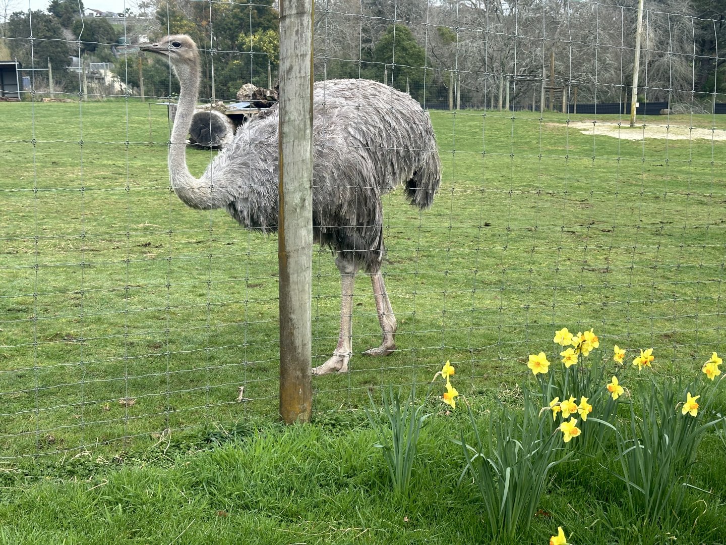 Ostrich (female)