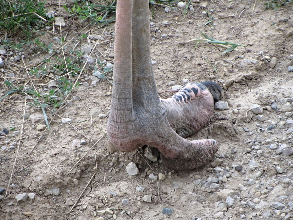 Ostrich Foot Detail