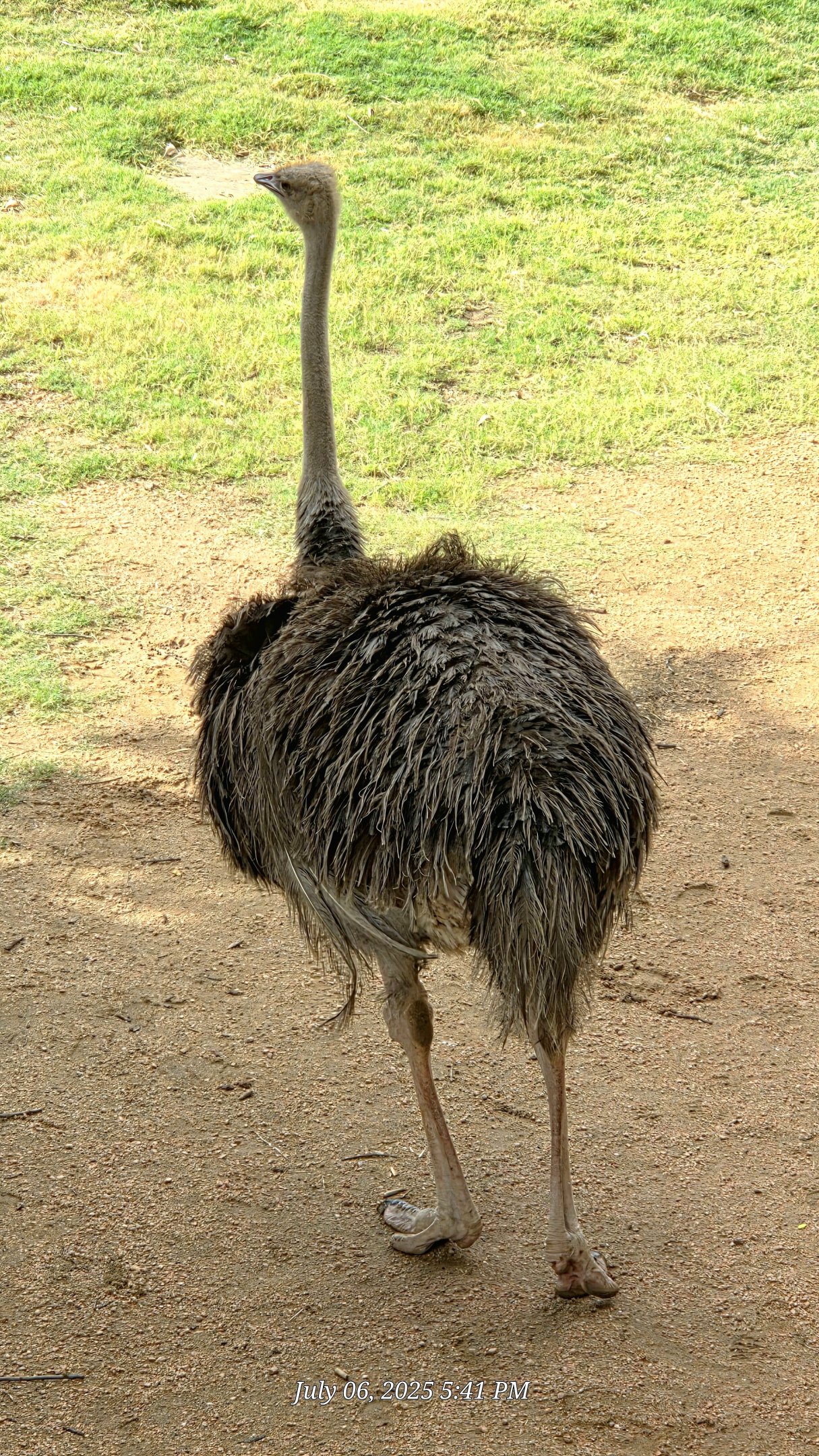 Ostrich - Fort Worth Zoo