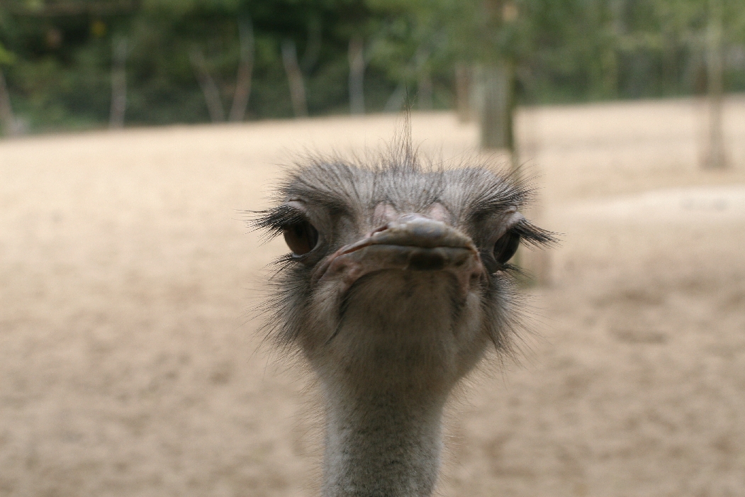 Ostrich - Front View
