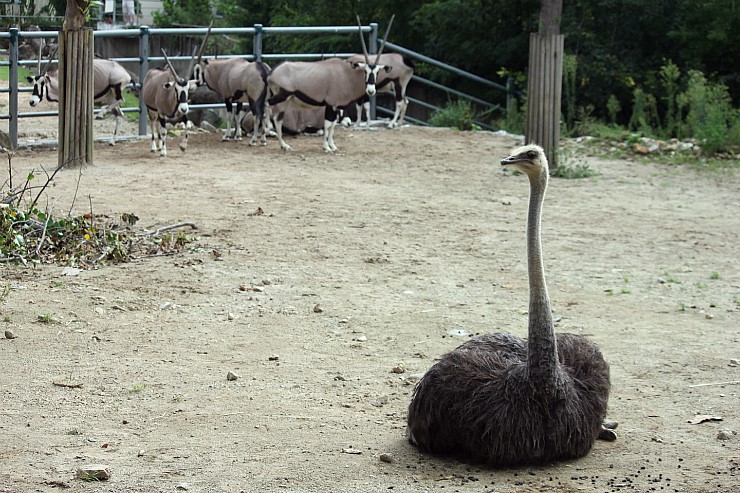Ostrich, Gemsbok
