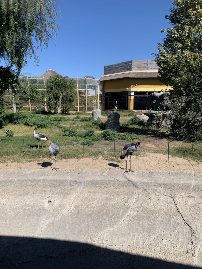 Ostrich-Gorilla Exhibit