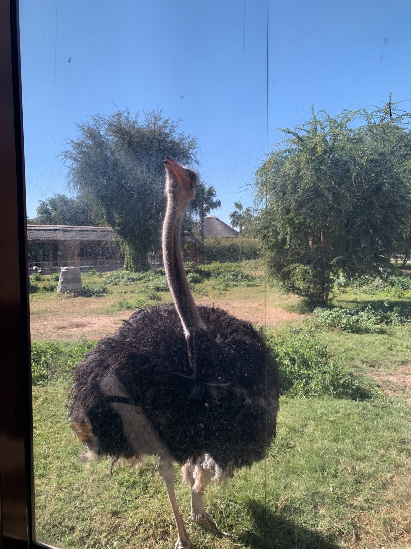 Ostrich-Gorilla mixed species exhibit