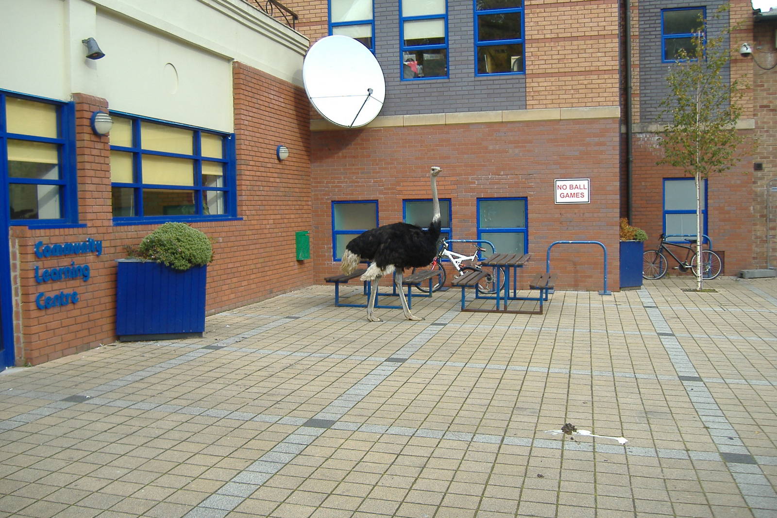 Ostrich, Grange Hill, October 2007