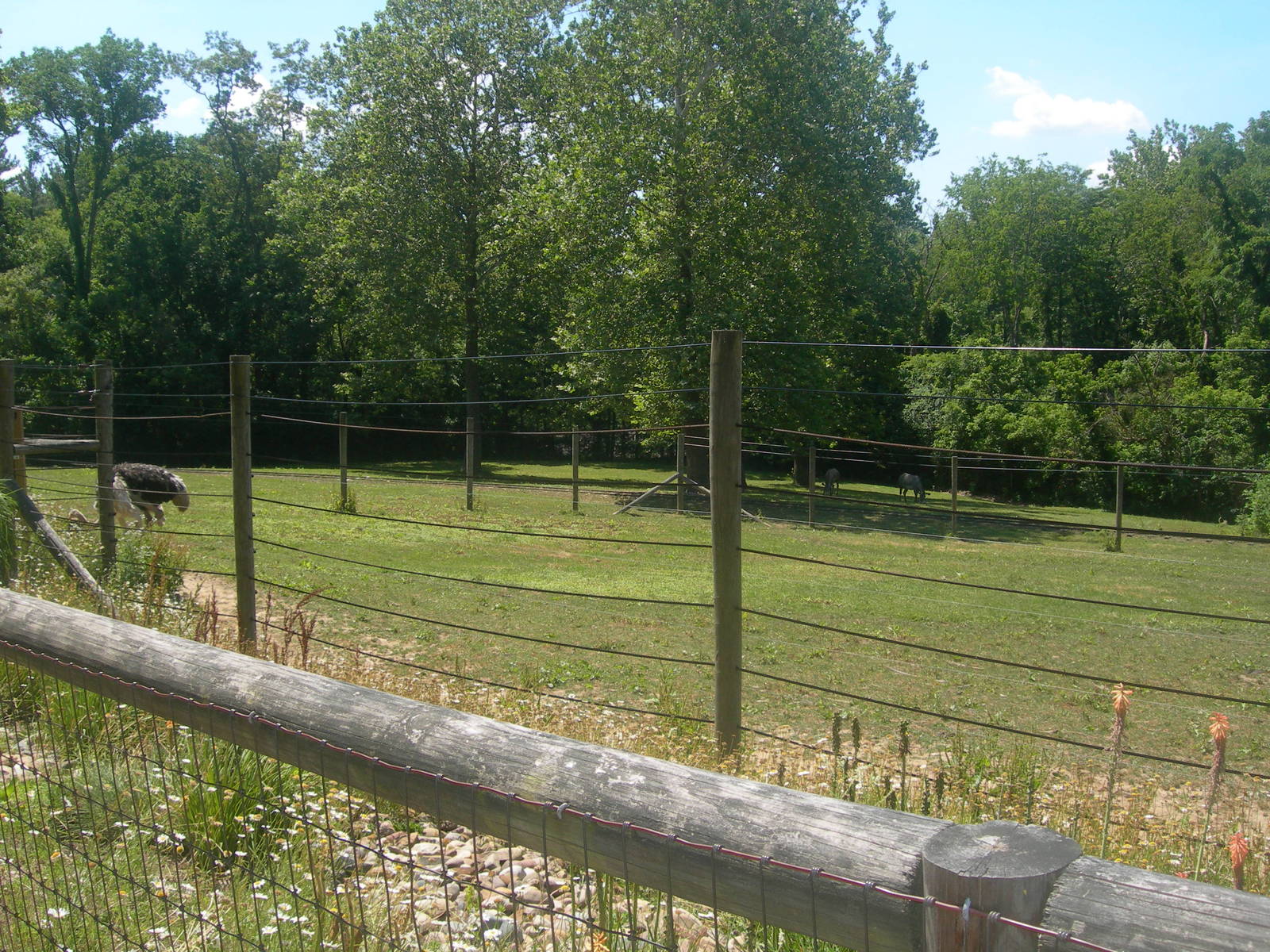 Ostrich/Grevy's Zebra Exhibit