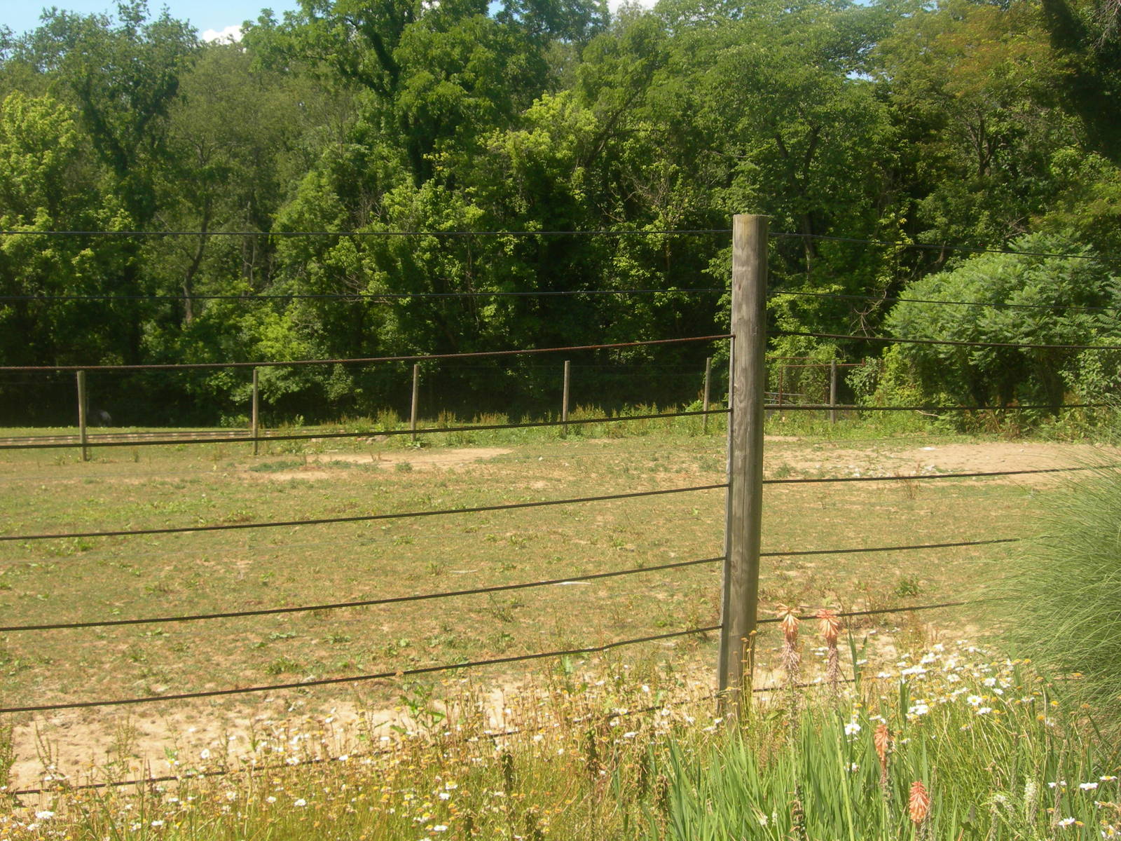 Ostrich/Grevy's Zebra Exhibit