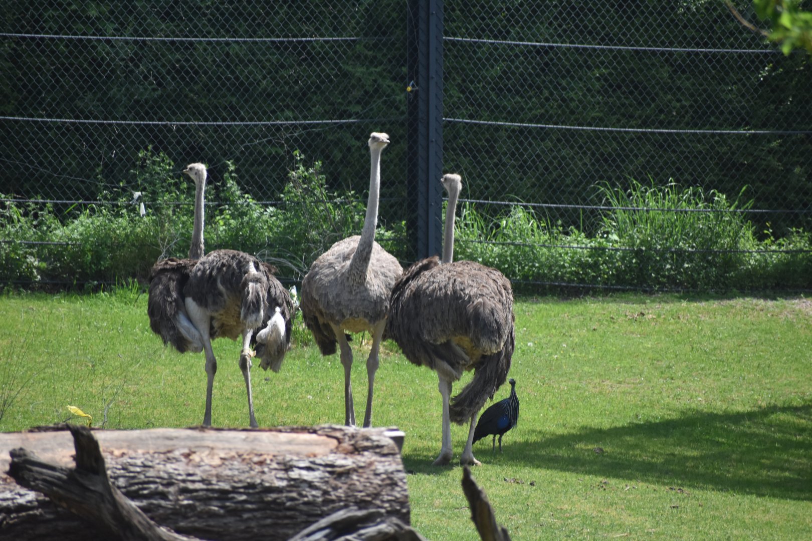 Ostrich Group