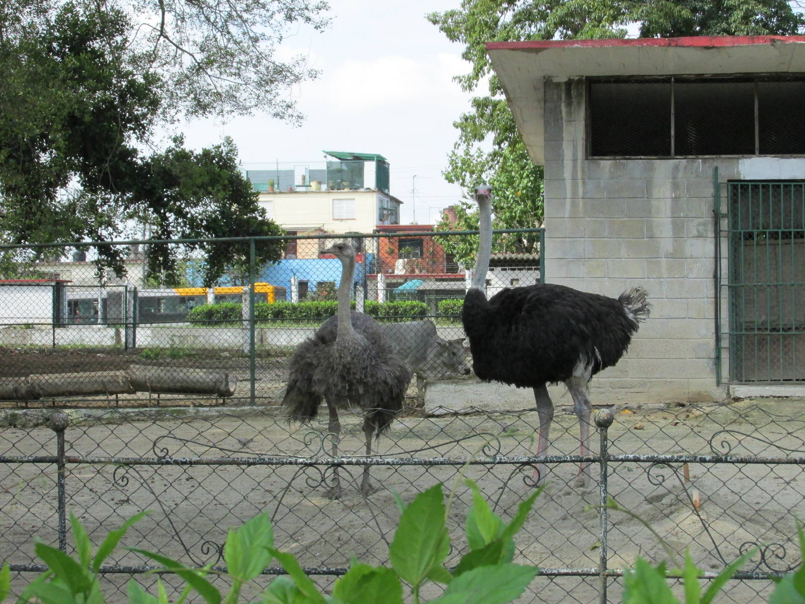 ostrich havana zoo