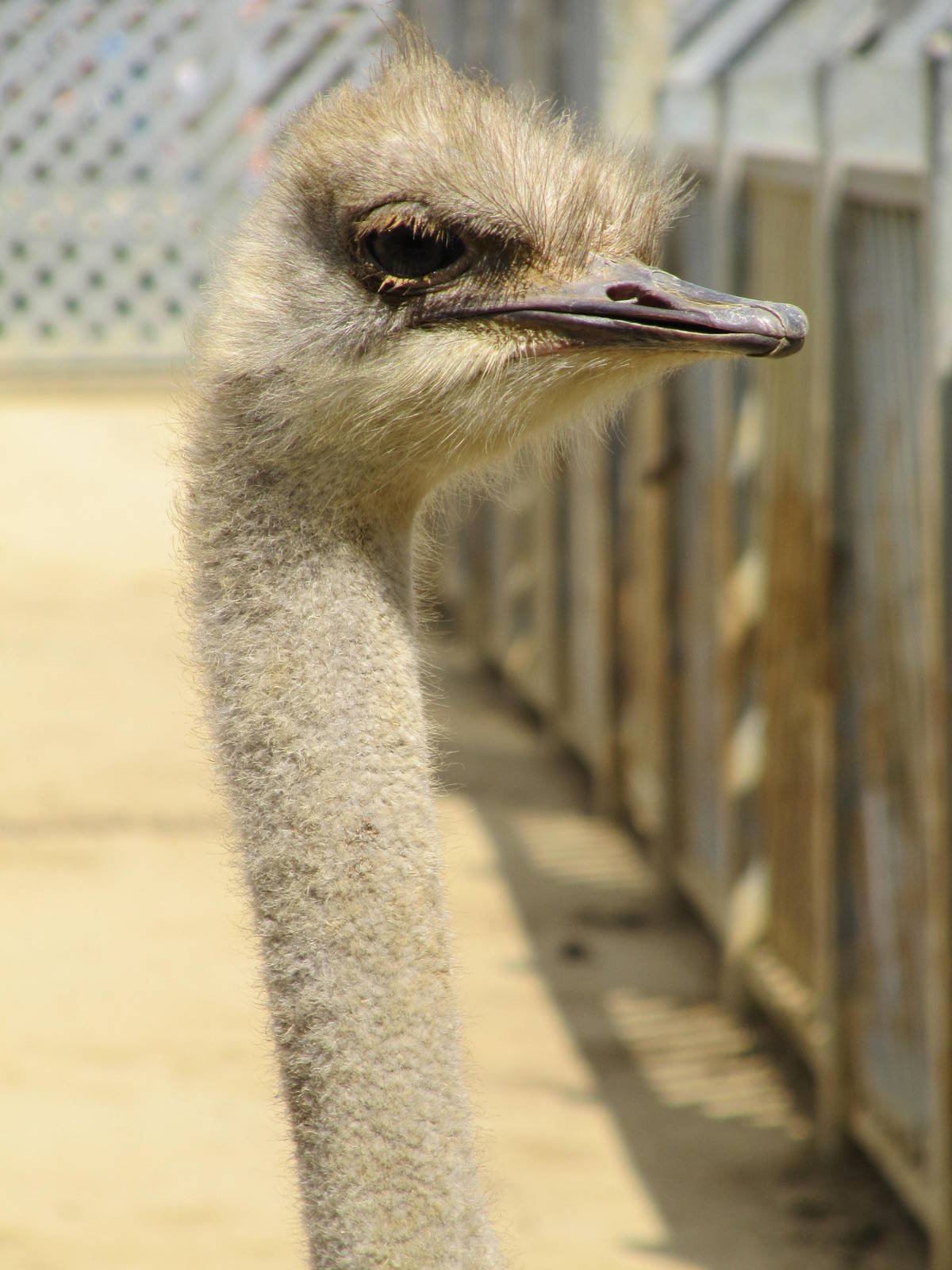 Ostrich head on 06/08/2016
