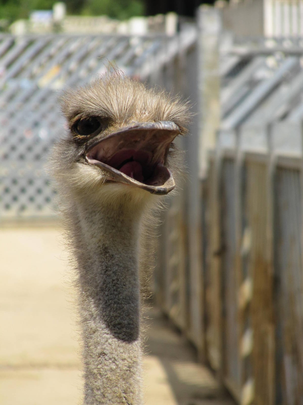Ostrich head on 06/08/2016