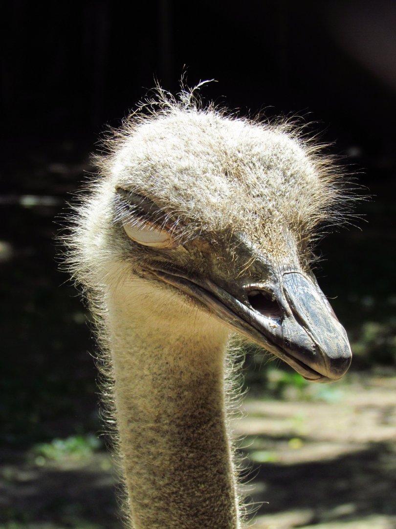Ostrich head
