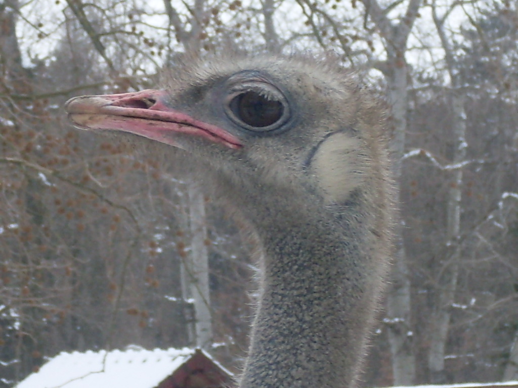 Ostrich-head