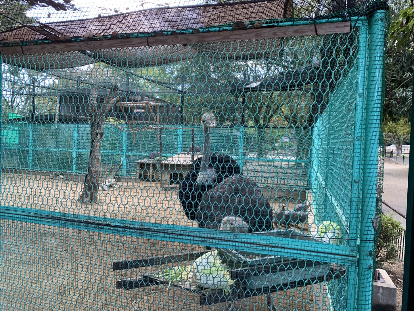 Ostrich (Himeji City Zoo)
