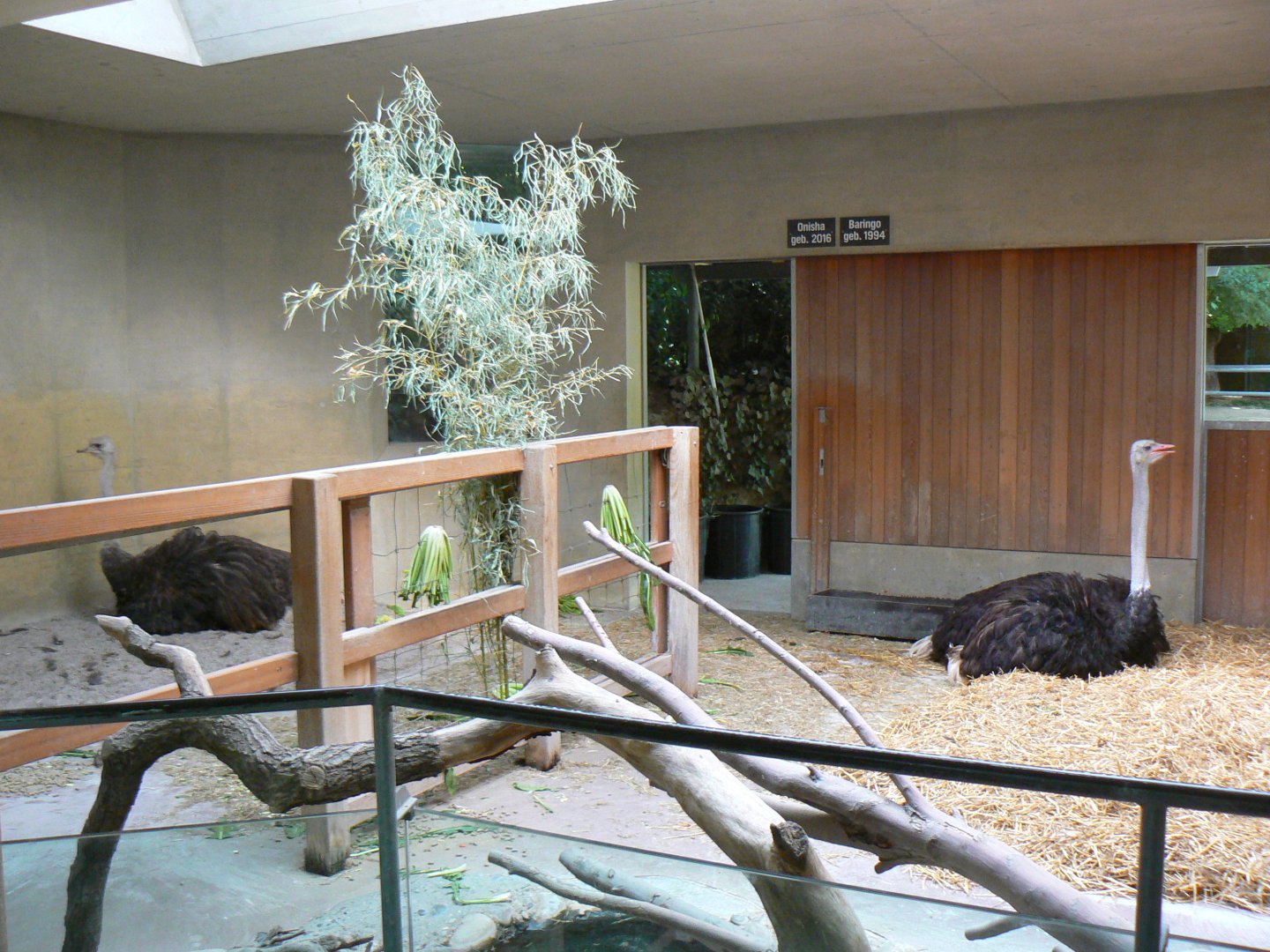 Ostrich House - 27 June 2018