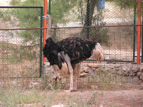 Ostrich in Antalya Zoo