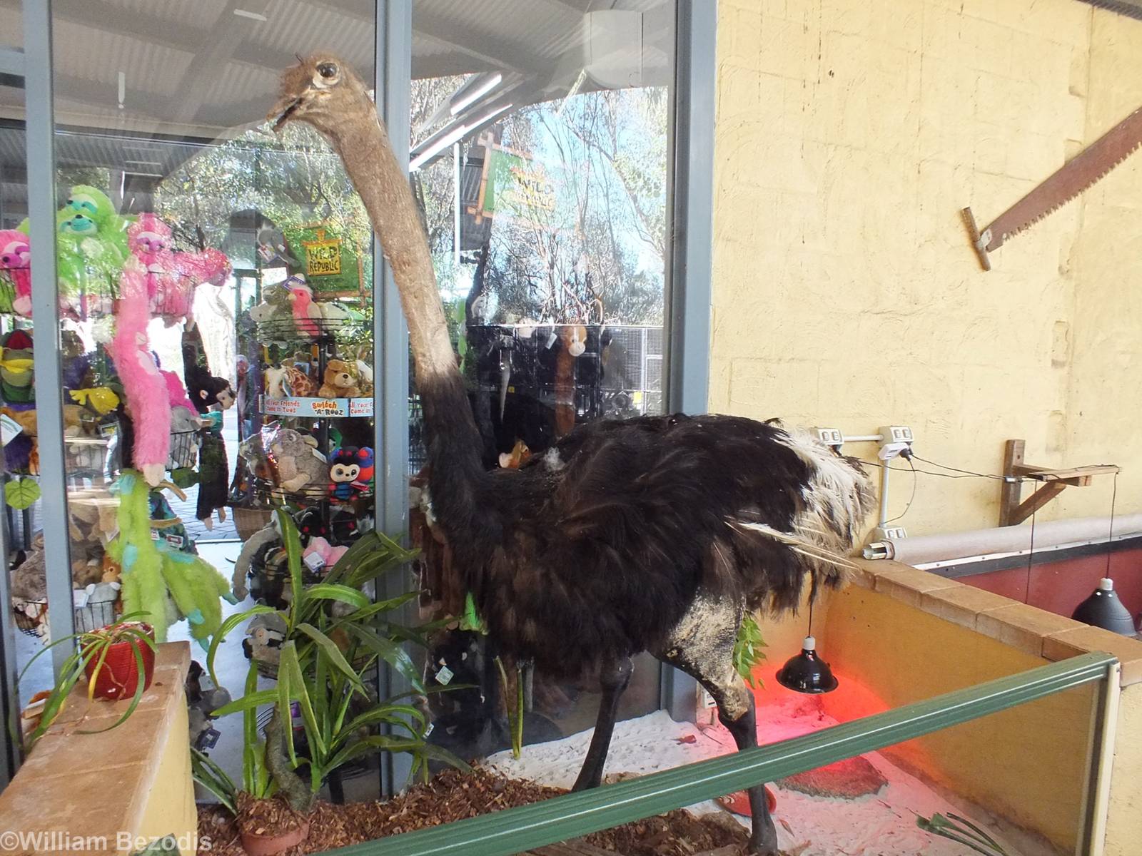 Ostrich in Blue-tongued Skink Enclosure
